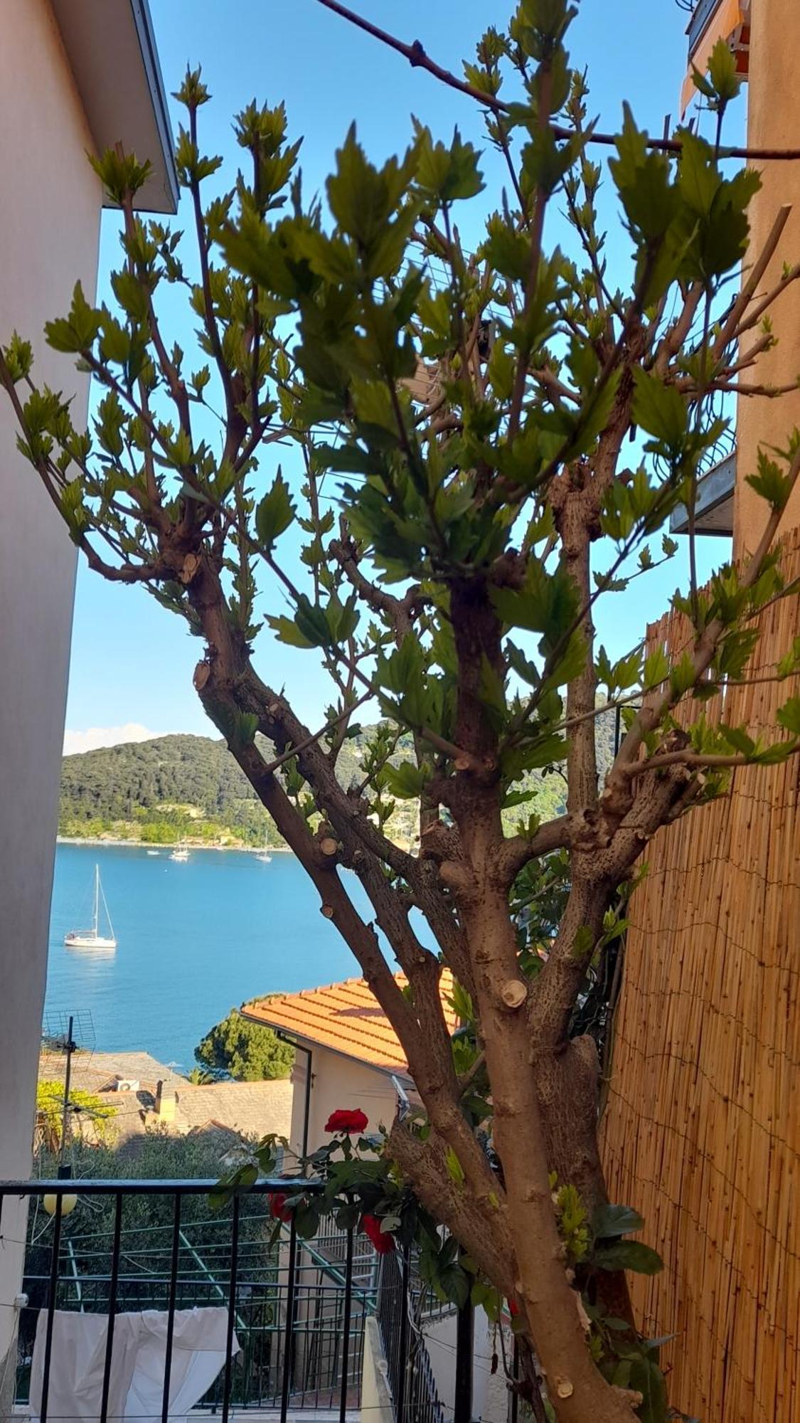 Casa Vacanze Ibiscus Porto Venere Exteriér fotografie